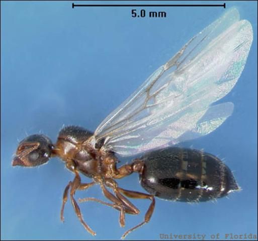 Figure 3. Queen acrobat ant, Crematogaster ashmeadi Emery.