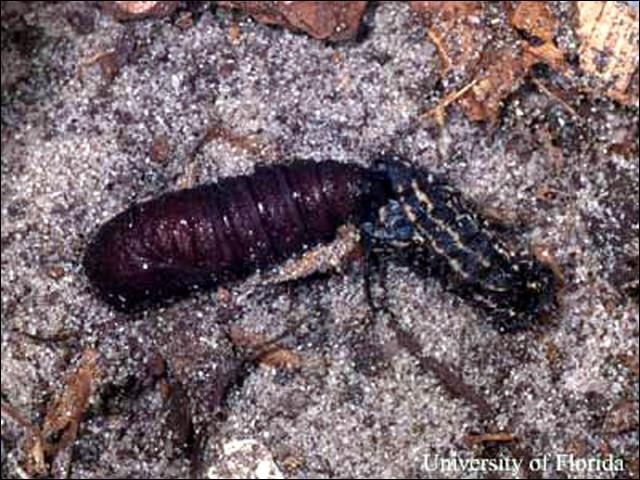 Figure 7. The pupa and cast larval skin of Anisota peigleri Riotte, the yellowstriped oakworm. Pupae, like adults, vary in size according to sex. Male pupae range from 15 to 20 mm and female pupae range from 18 to 25 mm in length. The pupae reside in the soil about 50 to 80 mm deep 