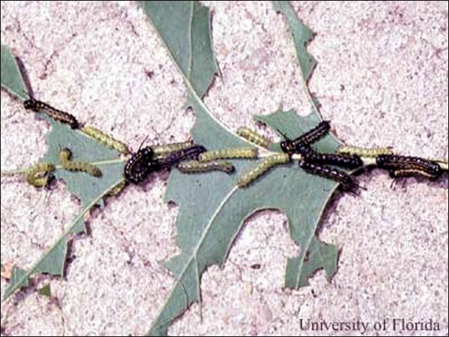 Figure 5. During the third and fourth stages, shown here, Anisota peigleri Riotte caterpillars change from the yellow to a black color. Eventually, larvae become black-bodied with yellow stripes running down their sides.