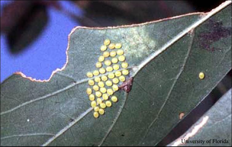 Figure 3. Anisota peigleri Riotte eggs, shown here on the underside of an oak leaf, are yellow to orange-yellow in color (black when parasitized), spherical in shape, and about 1 mm in diameter. The eggs take from 1 to 1 1/2 weeks to hatch.