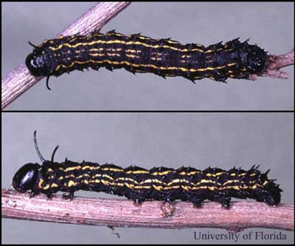 Figure 6. In late October, Anisota peigleri Riotte caterpillars are fully grown and may be 50 mm long. All have the black coloration with yellow stripes. There are prominent black horns arising from the second thoracic segment and a row of small spines along the body behind each horn.