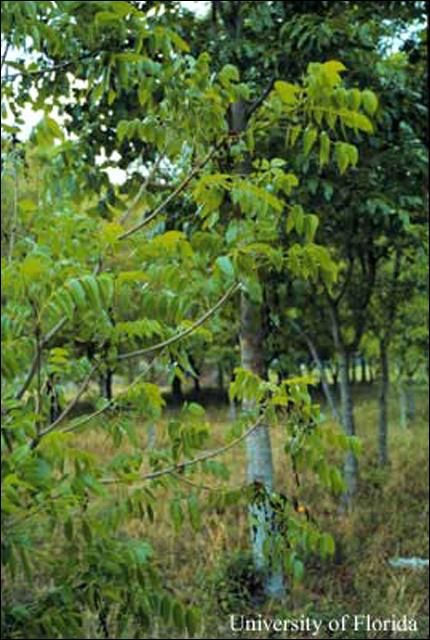 Figure 6. Young West Indies mahogany tree with several shoots damaged by mahogany shoot borer, Hypsipyla grandella (Zeller).