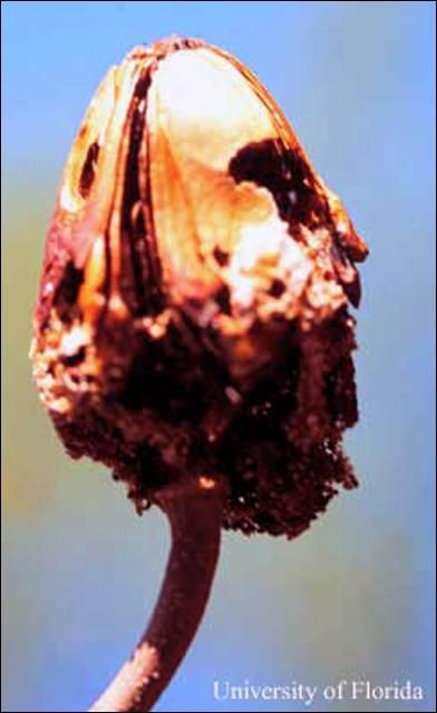 Figure 9. West Indies mahogany, Swietenia mahagoni, seed capsule damaged by mahogany shoot borer, Hypsipyla grandella (Zeller).