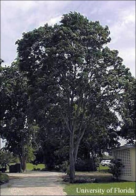 Figure 11. Tropical-cedar, Cedrela odorata.
