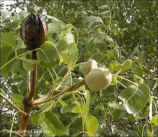 Figure 13. West Indies mahogany, Swietenia mahagoni, foliage and seed capsules.