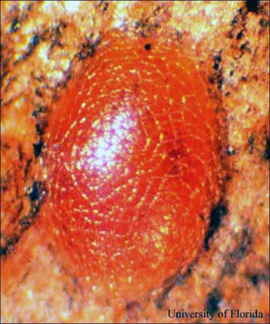 Figure 3. Egg of mahogany shoot borer, Hypsipyla grandella (Zeller), egg.