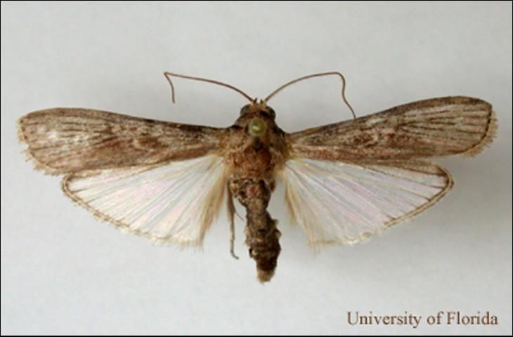Figure 2. Adult mahogany shoot borer, Hypsipyla grandella (Zeller), adult moth, pinned specimen.