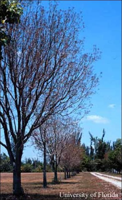 Figure 8. West Indies mahogany, Swietenia mahagoni, undergoing spring flush.