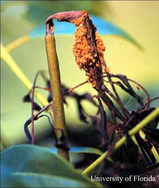 Figure 5. Damage to mahogany shoot by mahogany shoot borer, Hypsipyla grandella (Zeller).