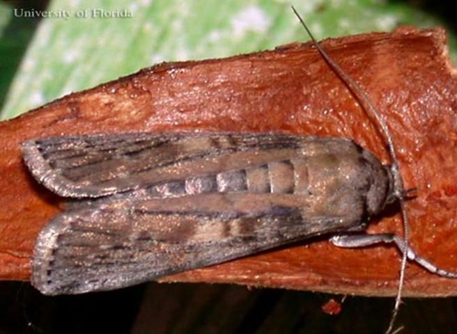 Figure 1. Adult mahogany shoot borer, Hypsipyla grandella (Zeller).