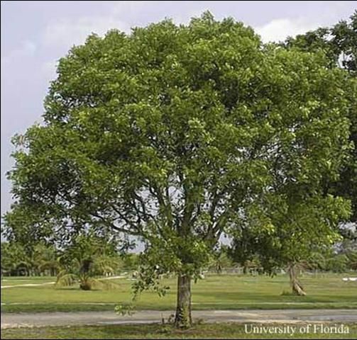 Caoba antillana, Swietenia mahagoni.