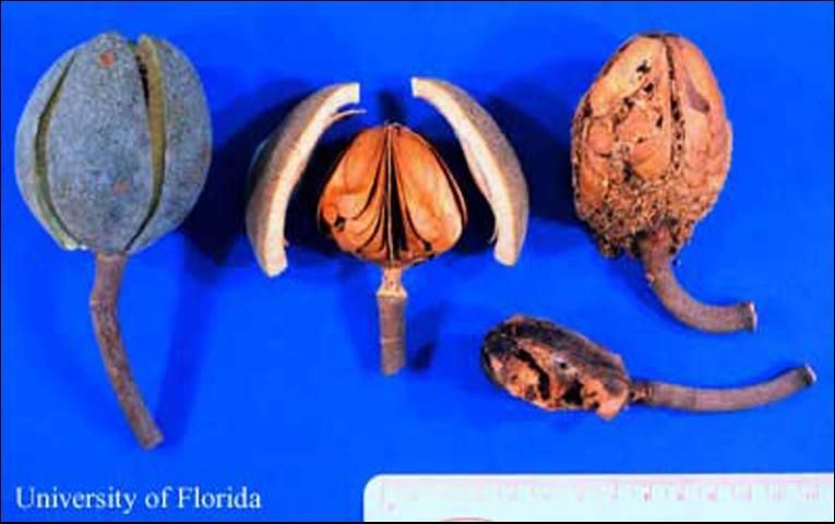 Caoba antillana, Swietenia mahagoni. Cápsulas de semillas y partes dañadas por el taladrador de las meliáceas, Hypsipyla grandella (Zeller). Izquierda a derecha: cápsula en estado inicial de dehiscencia, cápsula no atacada, corazón dañado por larvas, cápsula abierta dañada por larvas. 