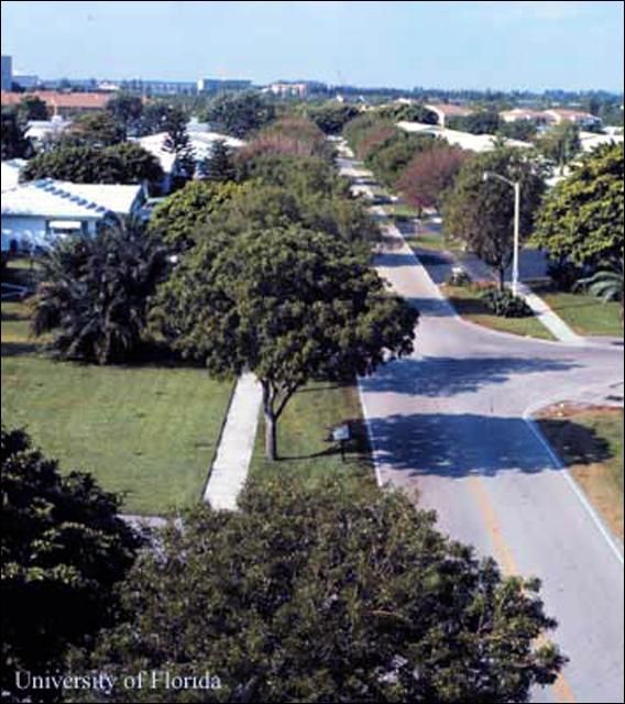 Caoba antillana, Swietenia mahagoni, como árbol de sombra en área urbana de la Florida.