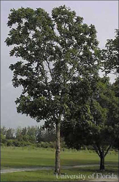 Caoba hondureña, Swietenia macrophylla.