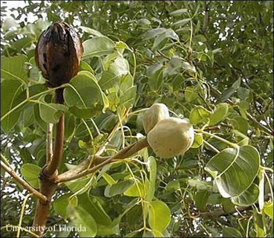 Caoba antillana, Swietenia mahagoni, follaje y cápsulas de semillas.