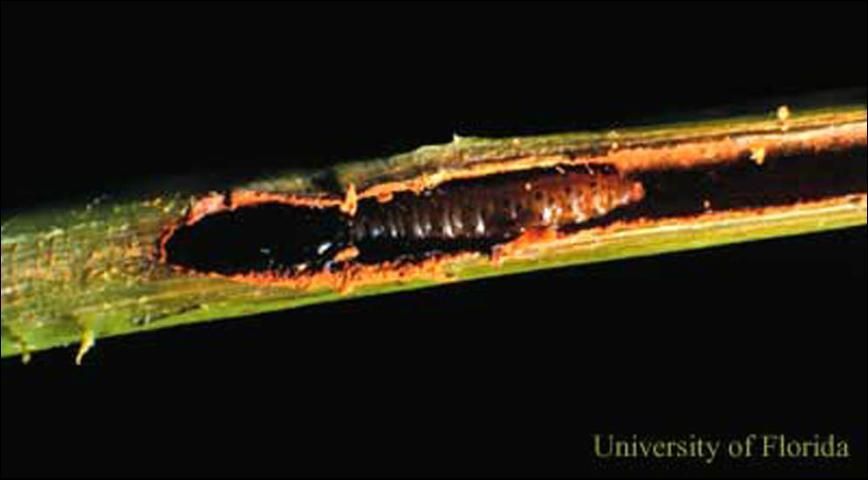 Tallo de caoba antillana cortado para revelar la larva del taladrador de las meliáceas, Hypsipyla grandella (Zeller). 