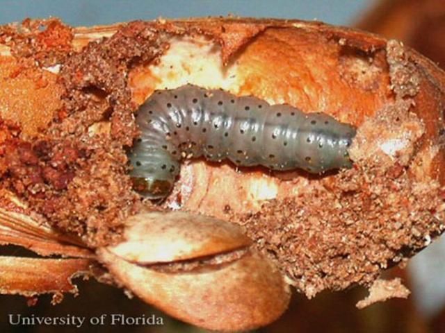 Taladrador de las meliáceas, Hypsipyla grandella (Zeller), larva.