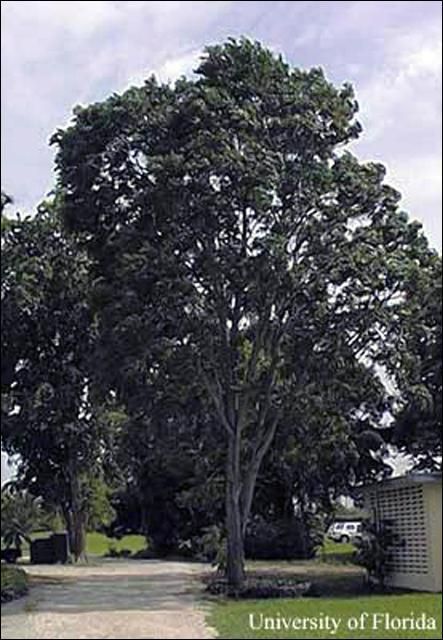 Cedro, Cedrela odorata.