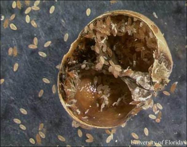 Figure 2. Eggs inside brood chamber of female scale Allokermes kingii (Cockerell).