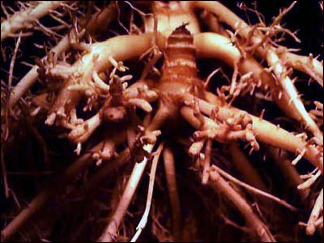 Figure 1. Corn roots with stubby-root symptoms caused by Paratrichodorus minor