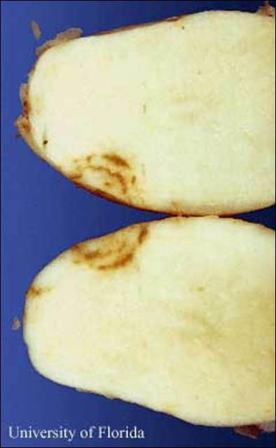 Figure 7. Potato tuber with internal brown arcs, a symptom of corky-ringspot disease transmitted by stubby-root nematode.