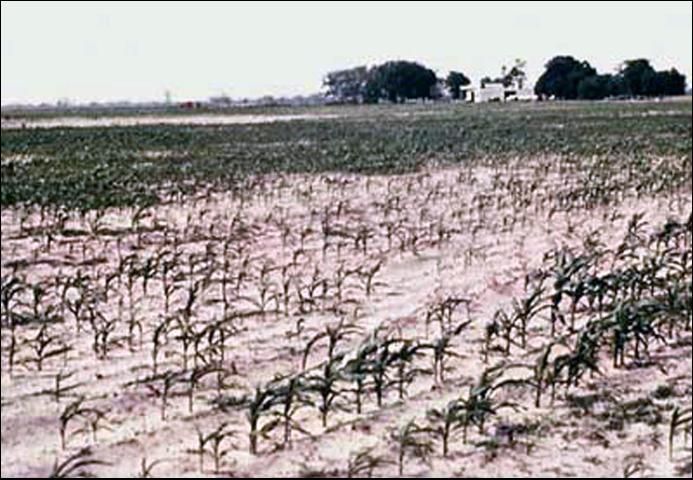 Figure 8. Patches of stunted corn caused by stubby-root nematodes.