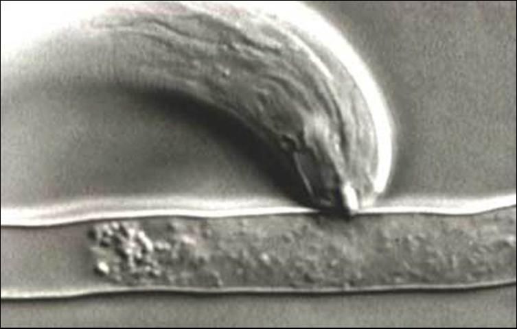 Figure 4. Nanidorus stubby-root nematode feeding on a root hair through a feeding tube.