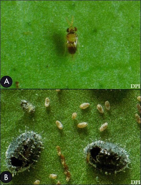Figure 5. A) Adult Encarsia opulenta (Silvestri), and (B) pupal cases of the citrus blackfly, Aleurocanthus woglumi Ashby, from which the parasitoid has emerged.