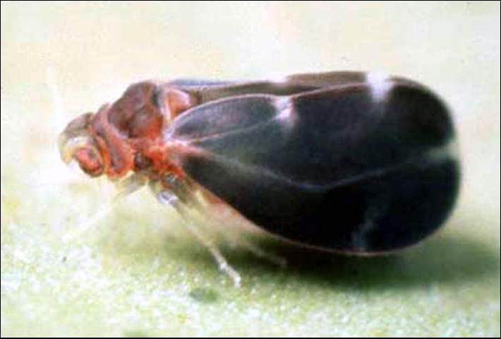 Figure 4. Adult citrus blackfly, Aleurocanthus woglumi Ashby.
