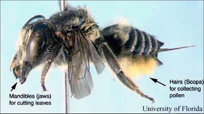 Figure 2. Side view of a female leafcutting bee, Megachile medica Cresson. Note the pollen-carrying hairs on the underside of the abdomen.
