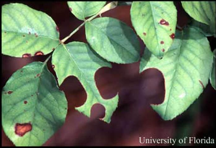 Figure 3. Typical leaf damage caused by leafcutting bees, Megachile spp. The bees use the leaf pieces to construct nests.