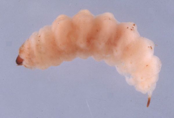 Figure 2. Larva of ligustrum weevil Ochyromera ligustri Warner.
