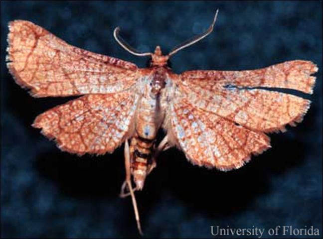 Figure 4. Seagrape borer, Hexeris enhydris Grote, adult.