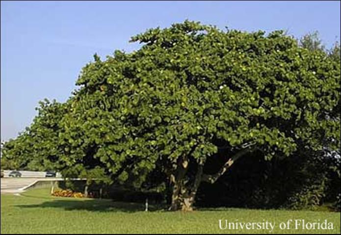 Figure 1. Seagrape, Coccoloba uvifera L.