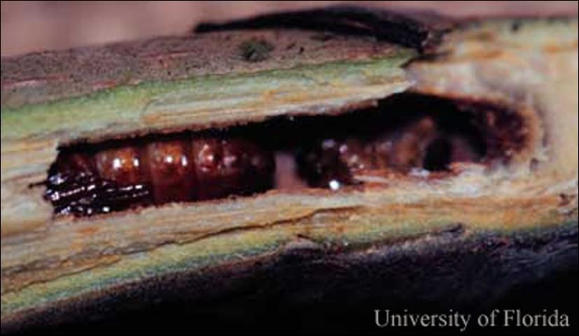 Figure 6. Twig split to show seagrape borer, Hexeris enhydris Grote, pupa.