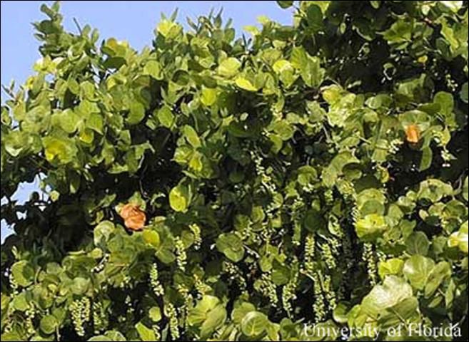 Figure 7. Seagrape, Coccoloba uvifera L. Note two reddish leaves (