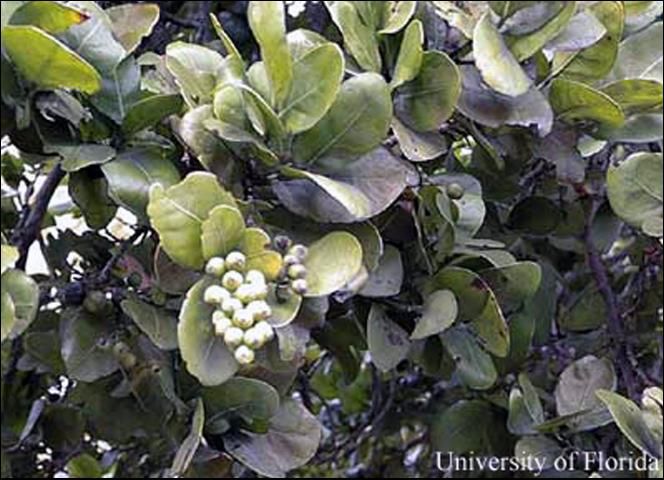 Figure 3. Pigeon-plum, Coccoloba. diversifolia Jacquin.