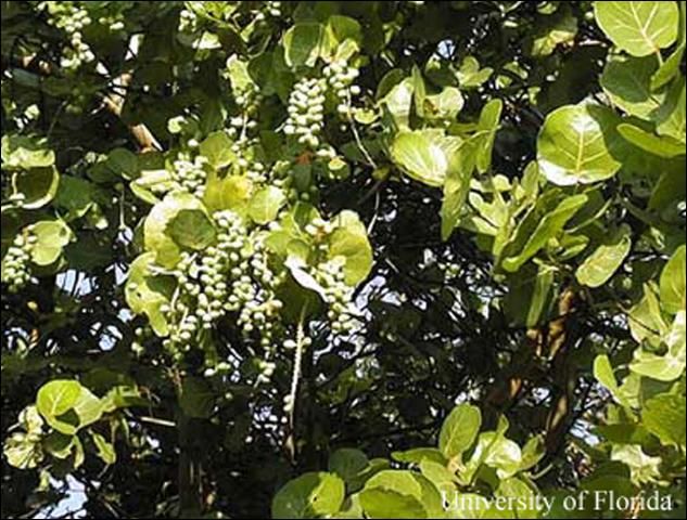 Figure 2. Close-up of seagrape, Coccoloba uvifera L.