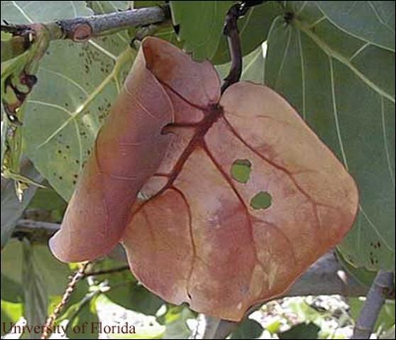 Figure 8. Seagrape, Coccoloba uvifera L. Close-up of reddish leaf (