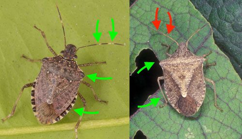 Figure 7. The key diagnostic features of an adult brown marmorated stink bug, Halyomorpha halys (Stål) (left). Green arrows indicate the banding of the antennae, rounded shoulders and alternating coloration on the margins of the abdomen. A similar stink bug species, Euschistus servus (Say) (right), has alternating coloration on the margins of the abdomen as well as rounded shoulders, but lacks the light bands on the antennae (red arrows).