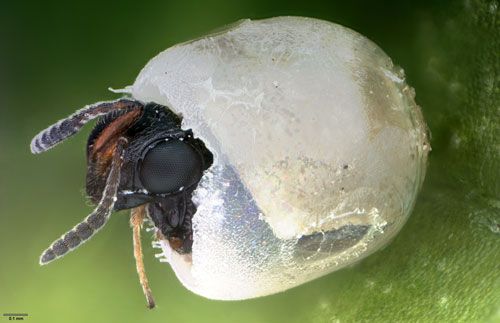 Figure 10. The samurai wasp, Trissolcus japonicus (Ashmead), an egg parasitoid of the brown marmorated stink bug, Halyomorpha halys (Stål), emerging from a stink bug egg. The samurai wasp has been approved for release as a biological control agent in some areas.