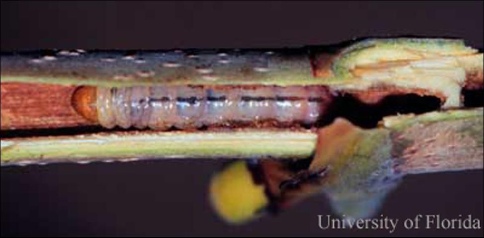 Figure 5. El taladrador de uva de mar, Hexeris enhydris Grote, rama partida para revelar larva.