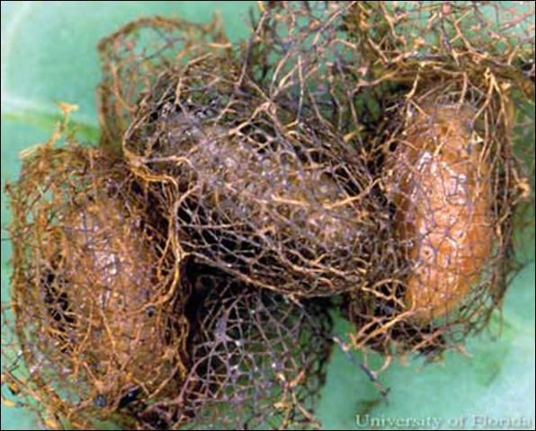 Figure 4. Yellowmargined leaf beetle, Microtheca ochroloma Stål, pupae in cocoons.