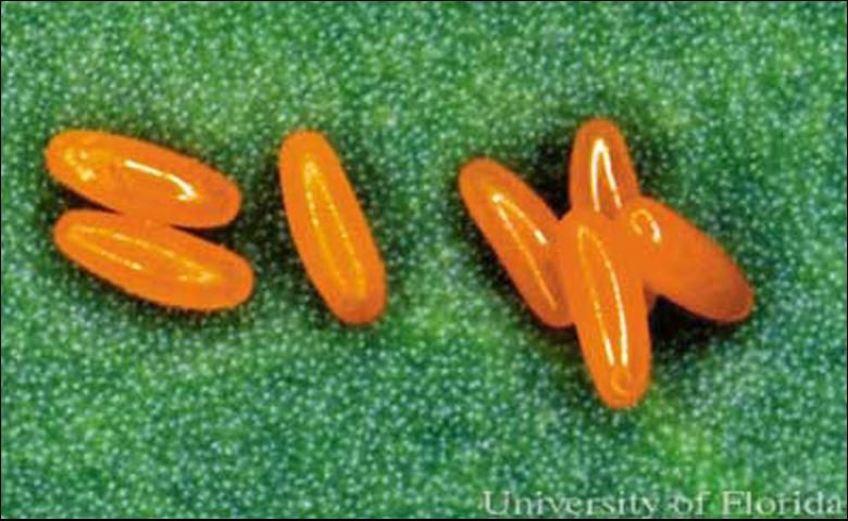 Figure 2. Yellowmargined leaf beetle, Microtheca ochroloma Stål, eggs.