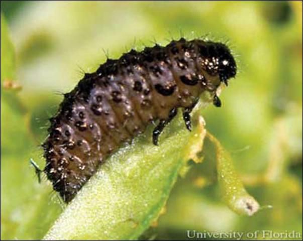 Figure 3. Yellowmargined leaf beetle, Microtheca ochroloma Stål, larva.