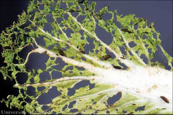 Figure 7. Yellowmargined leaf beetle, Microtheca ochroloma Stål, damage to leaf.