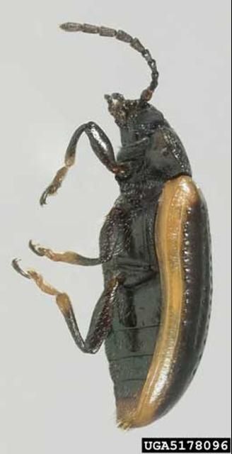 Figure 6. Lateral view of an adult yellowmargined leaf beetle, Microtheca ochroloma Stål.