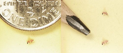 Figure 1. Culicoides furens shown next to a US dime and pencil point to demonstrate the relative size of this adult biting midge species.