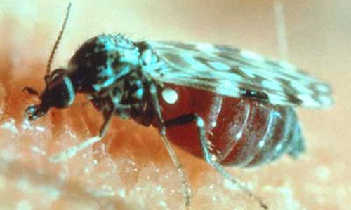 Figure 2. Adult biting midge, Culicoides sonorensis Wirth and Jones, showing blood-filled abdomen and the characteristic wings patterns used for species identification.
