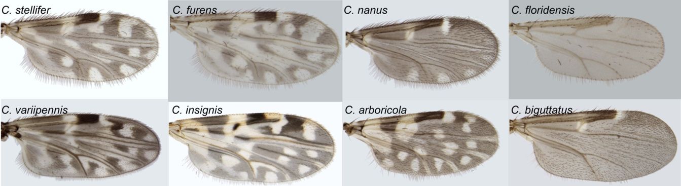The wings of eight biting midge species, C. stellifer, C. furens, C. nanus, C. floridensis, C. variipennis, C. insignis, C. arboricola, and C. biguttatus, showing variation in patterns, which can be used in species identification.